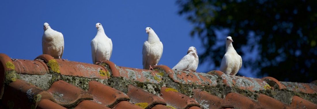 Dakpannen zijn geen probleem bij Femodak